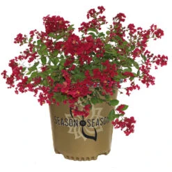 Ruby Prince™ Emerald Empire® Crape Myrtle Tree 10 Ruby Prince™ Emerald Empire® Crape Myrtle Tree -Garden Plant Store Ruby Prince Crape Myrtle 2