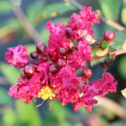 Ruby Prince™ Emerald Empire® Crape Myrtle Tree 11 Ruby Prince™ Emerald Empire® Crape Myrtle Tree -Garden Plant Store Ruby Prince Crape Myrtle 3