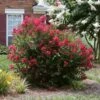 Ruby Prince™ Emerald Empire® Crape Myrtle Tree -Garden Plant Store Ruby Prince Crape Myrtle 600x600 13ad0d15 815c 4640 a1b0 f727db853f57