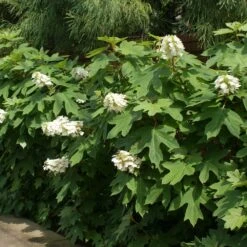 Ruby Slippers Hydrangea Shrub 8 Ruby Slippers Hydrangea Shrub -Garden Plant Store Ruby Slippers Hydrangea 2