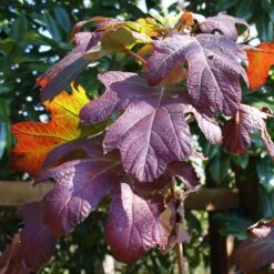 Ruby Slippers Hydrangea Shrub 9 Ruby Slippers Hydrangea Shrub -Garden Plant Store Ruby Slippers Hydrangea 3