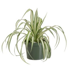 Spider Plant 11 Spider Plant -Garden Plant Store SPI PLA1
