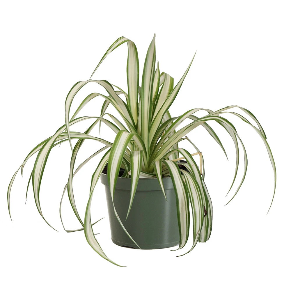 Spider Plant 7 Spider Plant - Image 5