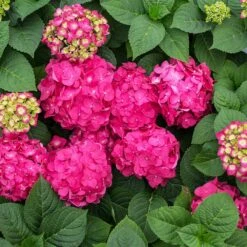 Endless Summer® Summer Crush® Hydrangea 12 Endless Summer® Summer Crush® Hydrangea -Garden Plant Store SUmmer Crush Endless SUmmer Hydrangea 11 FGT