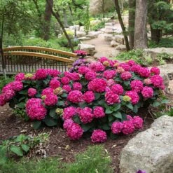 Endless Summer® Summer Crush® Hydrangea 14 Endless Summer® Summer Crush® Hydrangea -Garden Plant Store SUmmer Crush Endless SUmmer Hydrangea 3 FGYT