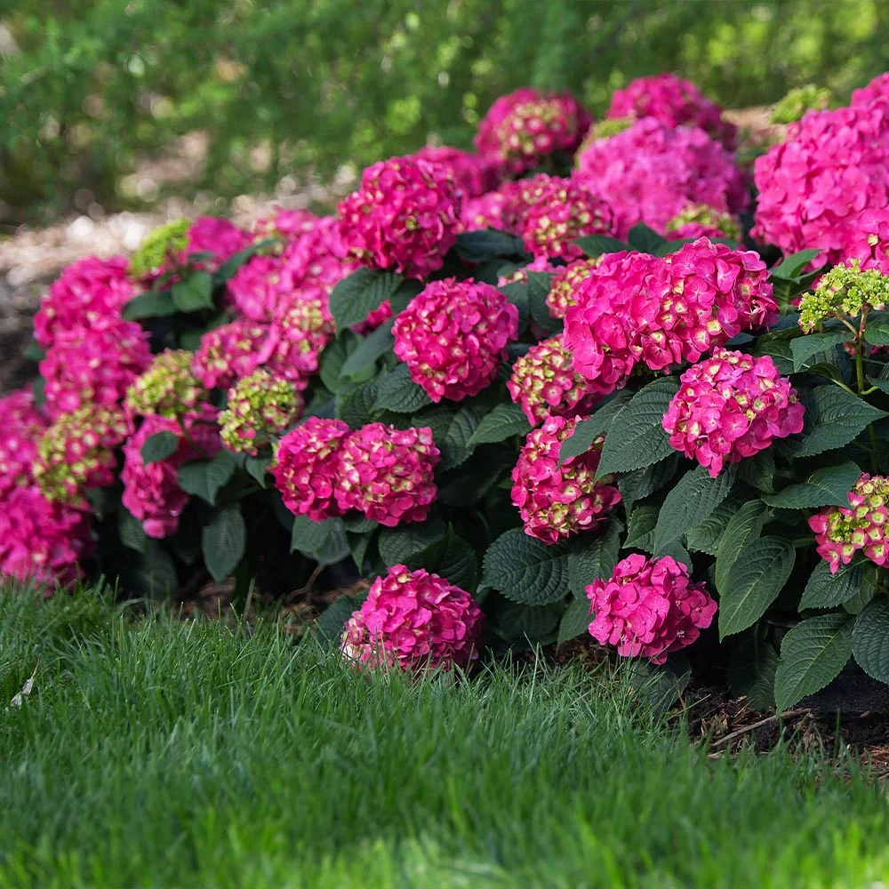 Endless Summer® Summer Crush® Hydrangea 4 Endless Summer® Summer Crush® Hydrangea - Image 2