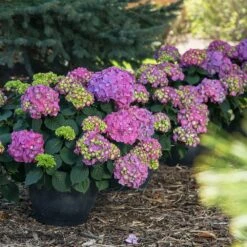 Endless Summer® Summer Crush® Hydrangea 11 Endless Summer® Summer Crush® Hydrangea -Garden Plant Store SUmmer Crush Endless SUmmer Hydrangea 9 FGT