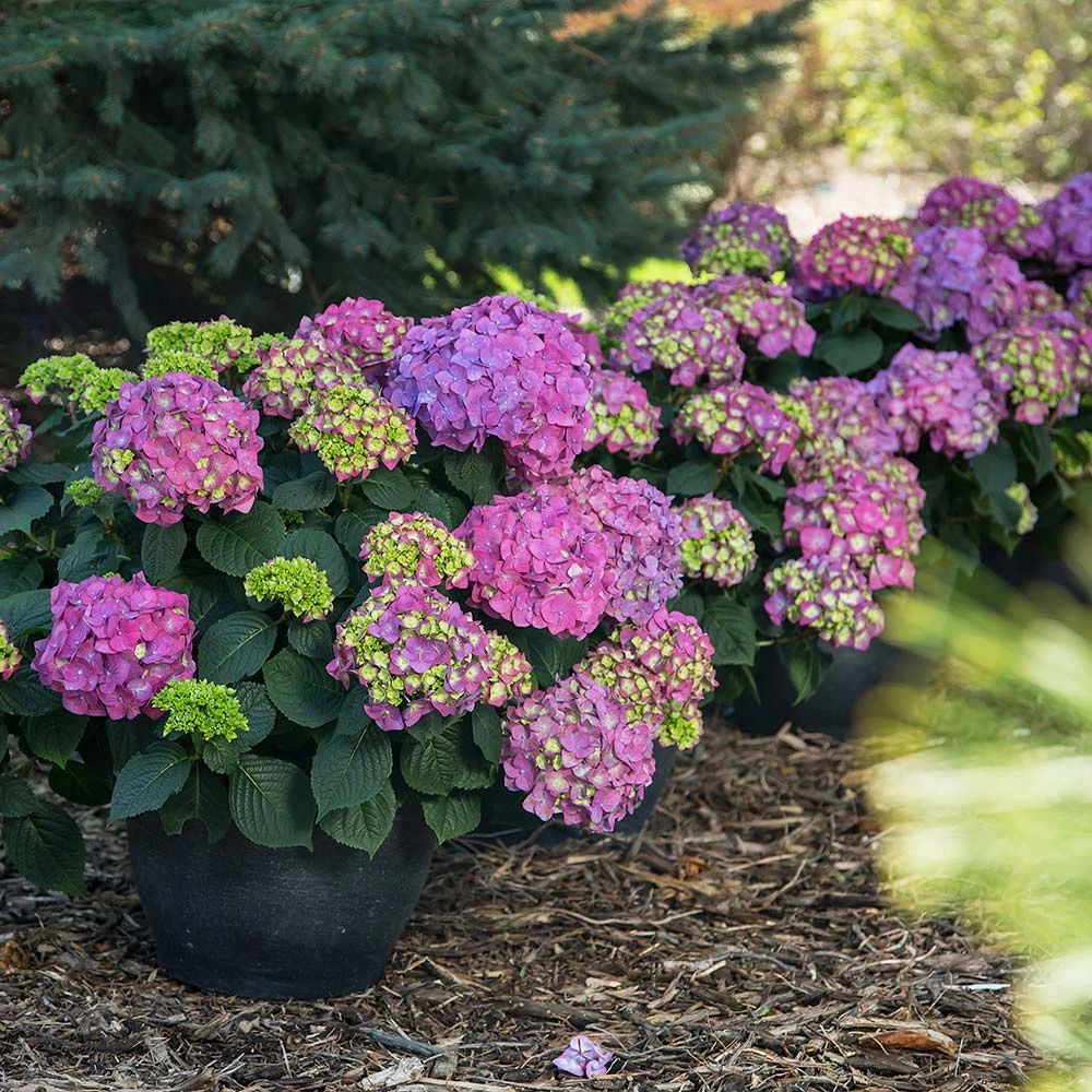 Endless Summer® Summer Crush® Hydrangea 5 Endless Summer® Summer Crush® Hydrangea - Image 3