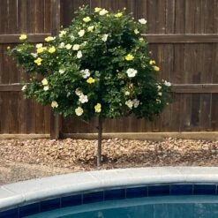 Sunny Knock Out® Rose Tree 8 Sunny Knock Out® Rose Tree -Garden Plant Store SUnny knockout Rose Tree 3