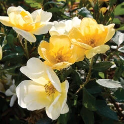 Sunny Knock Out® Rose Tree 9 Sunny Knock Out® Rose Tree -Garden Plant Store SUnny knockout Rose Tree 4 FGT
