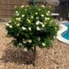 Sunny Knock Out® Rose Tree 2 Sunny Knock Out® Rose Tree -Garden Plant Store SUnny knockout Rose Tree FGT 600x600 e7cea815 3cdf 4b5d 992e 2a43e91401b3