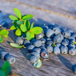 Sunshine Blue Blueberry Bush 8 Sunshine Blue Blueberry Bush -Garden Plant Store SUnshine BLue Blueberry 1