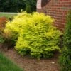 Sunshine Ligustrum Shrub -Garden Plant Store SUnshine Ligustrum FGT 600x600 f0101ae6 a571 46c8 bebd 540fda4bb091