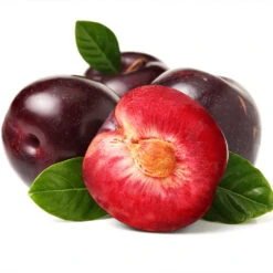 Satsuma Plum Tree 10 Satsuma Plum Tree -Garden Plant Store Satsuma Plum 2