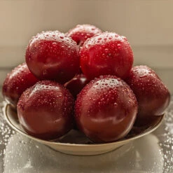 Satsuma Plum Tree 11 Satsuma Plum Tree -Garden Plant Store Satsuma Plum 3