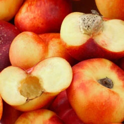 Donut Saturn Peach Tree -Garden Plant Store Saturn Peach Tree 1 c5562afa 6180 4bc9 93b7 f9f53b5d2cd0