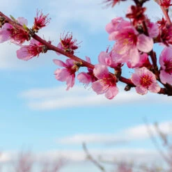 Donut Saturn Peach Tree -Garden Plant Store Saturn Peach Tree 4 19c82b04 5fc8 4f38 9ffb 3e59ae0ee35b