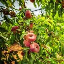 Donut Saturn Peach Tree -Garden Plant Store Saturn Peach Tree 5 21ea4320 798c 41bd 932e b7297febbf6c