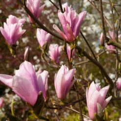 Saucer Magnolia Tree -Garden Plant Store Saucer Magnolia 2 FGT