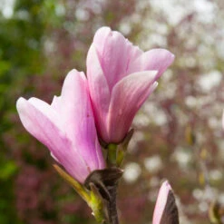 Saucer Magnolia Tree -Garden Plant Store Saucer Magnolia 3
