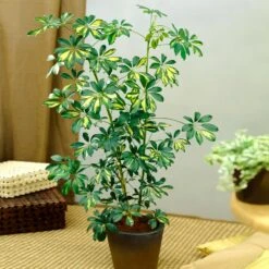 Sunset Hues House Plant Kit 13 Sunset Hues House Plant Kit -Garden Plant Store Schefflera Trinette 1 8e92dc51 dc29 482e 9d14 119cf31a7b14