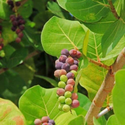 Sea Grape Bush 14 Sea Grape Bush -Garden Plant Store Sea Gape 2