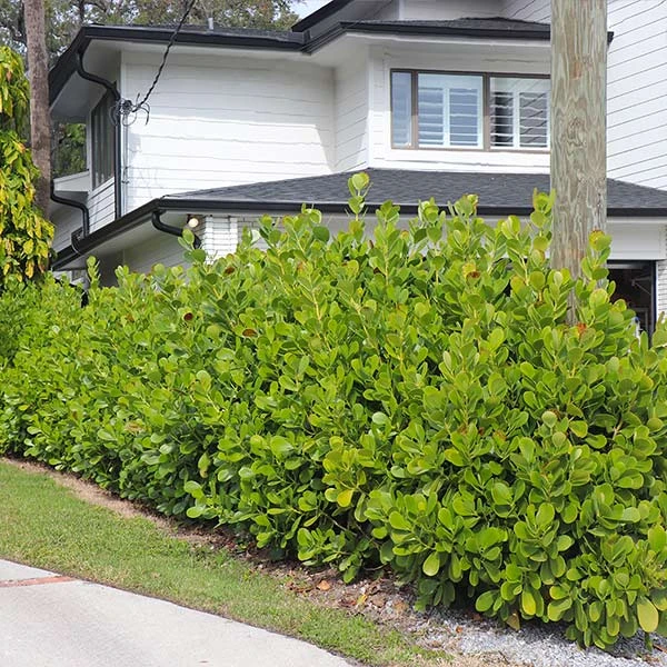 Sea Grape Bush 3 Sea Grape Bush