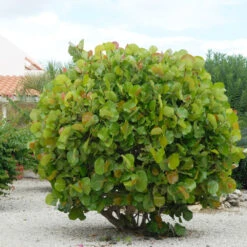 Sea Grape Bush 12 Sea Grape Bush -Garden Plant Store Sea Gape 7