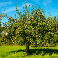 Seckel Pear Tree -Garden Plant Store Seckel Pear 1 a6305f8e 495f 441c bcdb 2e6bb7ad5008