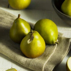 Seckel Pear Tree 10 Seckel Pear Tree -Garden Plant Store Seckel Pear 5