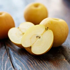 Shinseiki Asian Pear 10 Shinseiki Asian Pear -Garden Plant Store Shinseiki Asian Pear 5 FGT