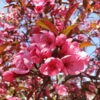 Show Time™ Crabapple Tree 1 Show Time™ Crabapple Tree -Garden Plant Store Show Time Crabapple 600x600 1eed0a0f 6705 4b3e 936f 95c02a5f2eb7