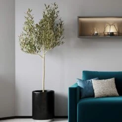 Sikitita Olive Tree 7 Sikitita Olive Tree -Garden Plant Store Sikitata Olive 2