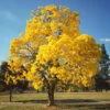 Yellow Trumpet Tree 1 Yellow Trumpet Tree -Garden Plant Store Silver Trumpet Tree FGT 600x600 a83e0fab f02d 4b44 8181 597614f3364d