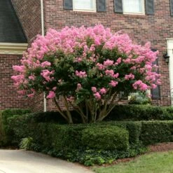 Sioux Crape Myrtle 11 Sioux Crape Myrtle -Garden Plant Store Sioux Crape myrtle 2