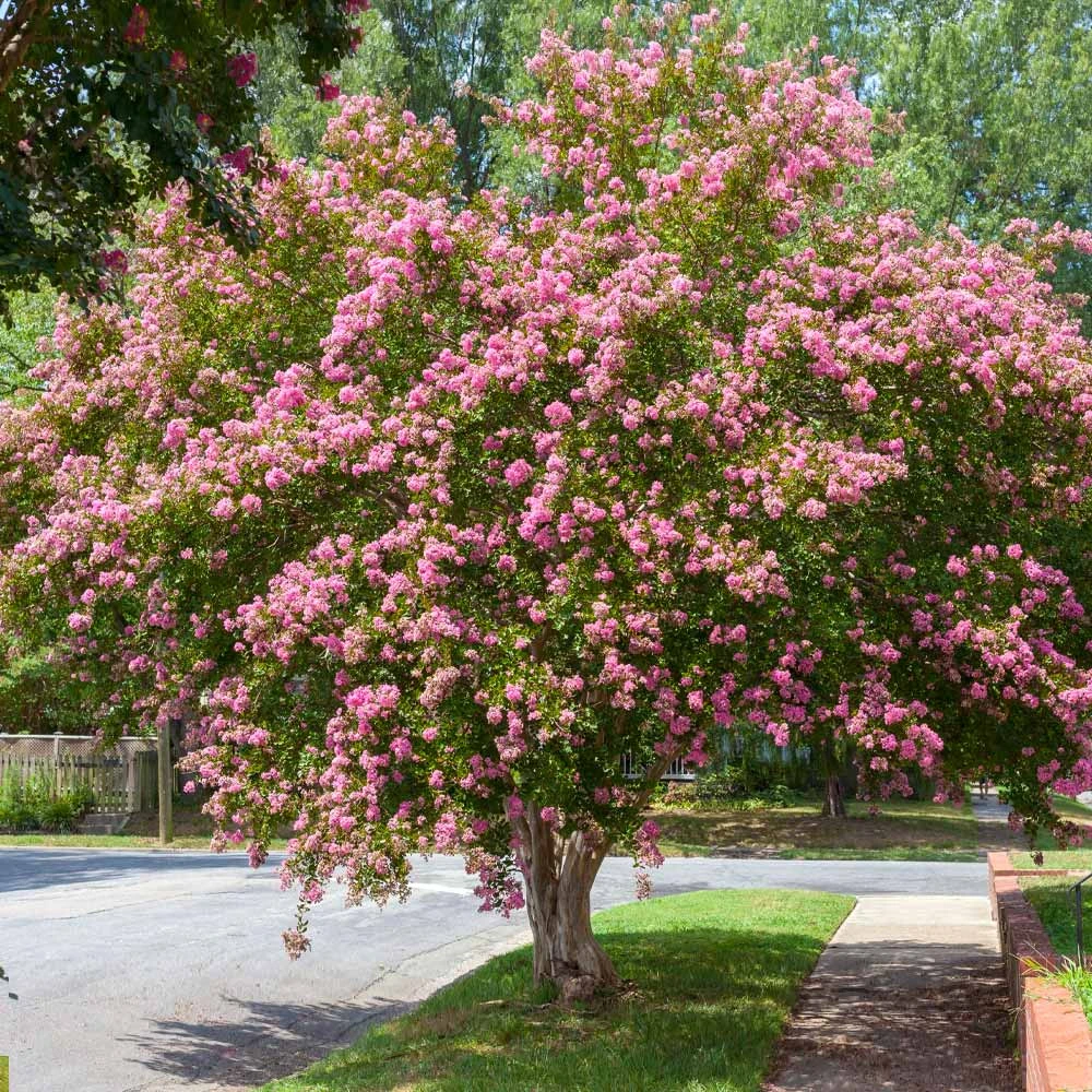 Sioux Crape Myrtle 4 Sioux Crape Myrtle - Image 2
