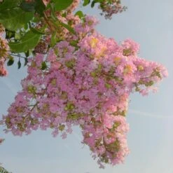 Sioux Crape Myrtle 10 Sioux Crape Myrtle -Garden Plant Store Sioux Crape myrtle 4 FGT