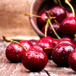 Skeena Cherry Tree 7 Skeena Cherry Tree -Garden Plant Store Skeena Cherry 4 FGT