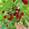 Skeena Cherry Tree 2 Skeena Cherry Tree -Garden Plant Store Skeena Cherry FGT 600X600 1304eed1 04ee 4e47 9ef3 8afb5cd1cf53