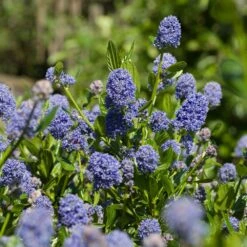 Skylark California Lilac 7 Skylark California Lilac -Garden Plant Store Skylark California Lilac 3 FGT