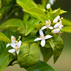 Smith Red Orange -Garden Plant Store Smith Red Orange 7