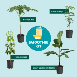 Smoothie Kit 12 Smoothie Kit -Garden Plant Store SmoothieKitGraphic