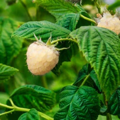 Snowbank White Blackberry Bush 9 Snowbank White Blackberry Bush -Garden Plant Store Snowbank Blackberry 1