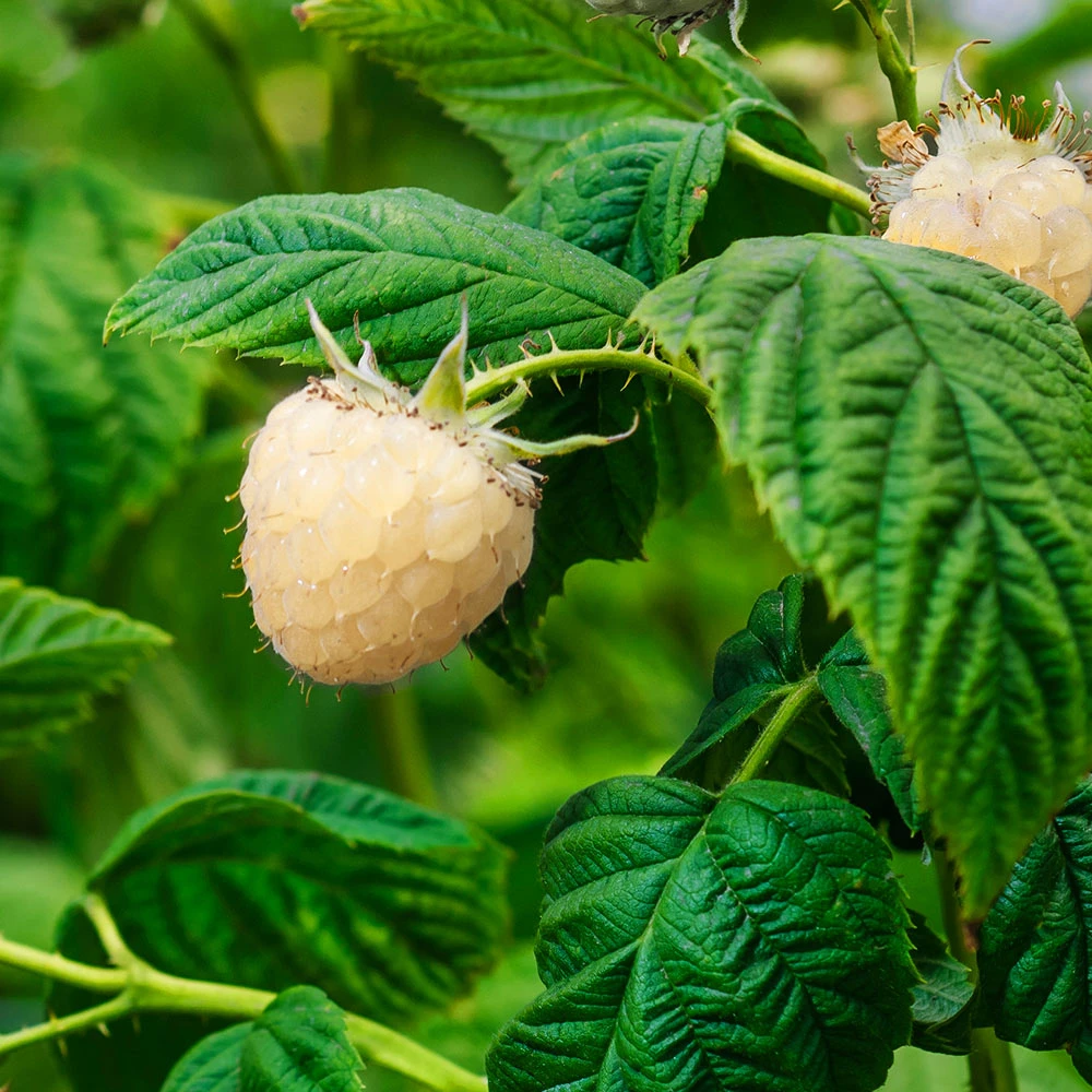 Snowbank White Blackberry Bush 6 Snowbank White Blackberry Bush - Image 4