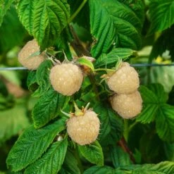 Snowbank White Blackberry Bush 8 Snowbank White Blackberry Bush -Garden Plant Store Snowbank Blackberry 3