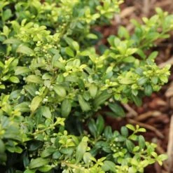Soft Touch Holly Shrub 7 Soft Touch Holly Shrub -Garden Plant Store Soft Touch Holly 4