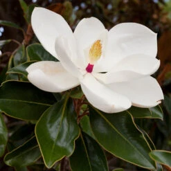 Southern Magnolia -Garden Plant Store Southern Magnolia 8 FGT