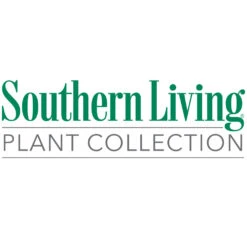 Purple Daydream® Dwarf Loropetalum -Garden Plant Store Southn Living 1000x1000 332b655e 76b7 4653 93b7 9ebbd0ebc684