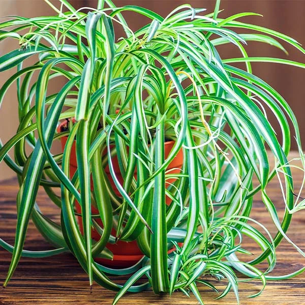 Spider Plant 3 Spider Plant