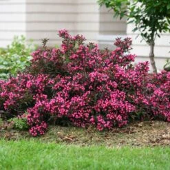 Spilled Wine® Weigela Shrub -Garden Plant Store Spilled Wine Weigela 1 FGT